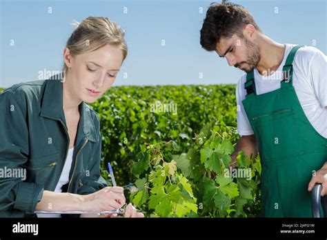 the workers in the vineyard Stock Photo - Alamy