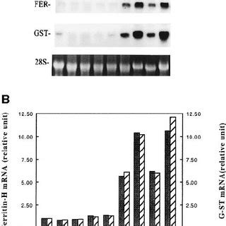 Northern Blot Analysis A Of G Total Rna From Rat Livers