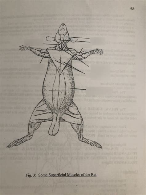 Muscles Of Rat Diagram Quizlet