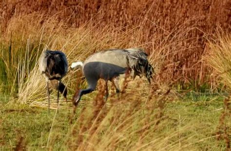 Derek Rogers On Twitter RT MrWappat Common Crane Willow Tree Fen