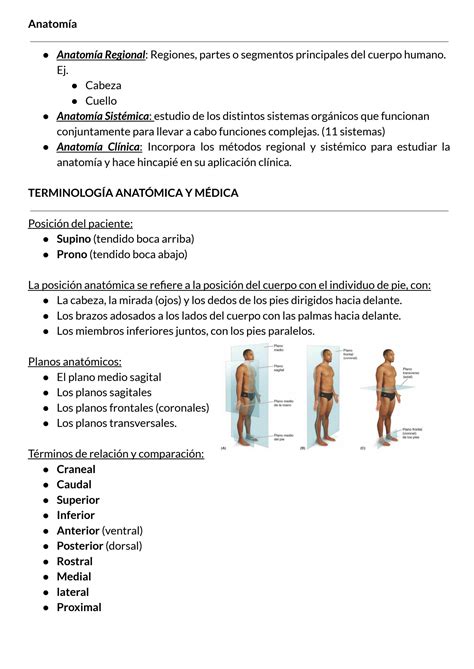 Solution Planos Y Terminolog A Anat Mica Studypool