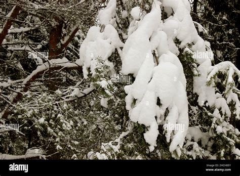 Winter In A Spruce Forest Spruces Covered With White Fluffy Snow