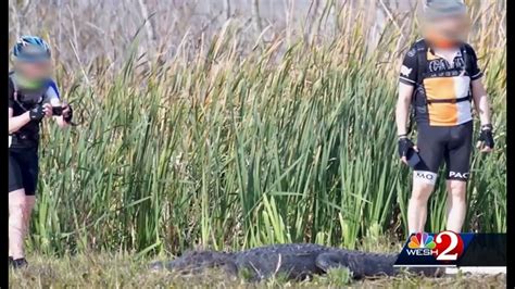 Man Allegedly Seen Kicking Harassing Alligator At Florida Wildlife