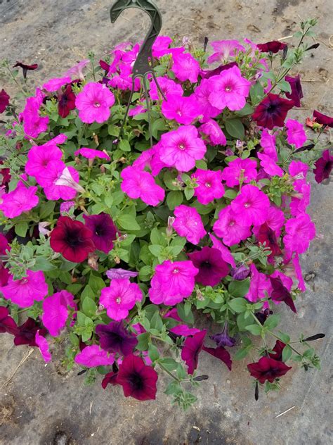 Wave Petunia Hanging Basket 10″ – Growing Gardens