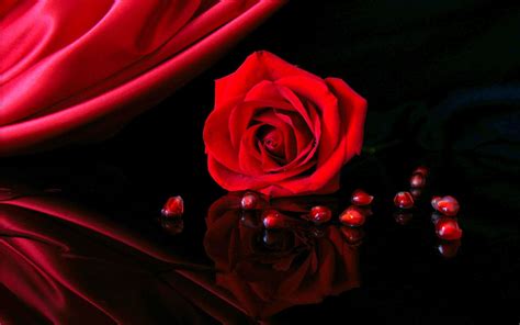 Dark Red Roses Wallpapers - Top Free Dark Red Roses Backgrounds ...