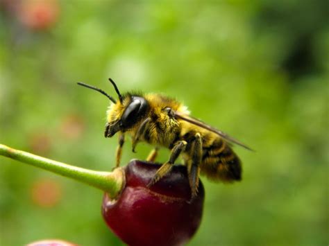 Free Stock Photo Of Bee Berry Cherry