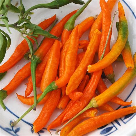 Hot Pepper Seeds Cayenne Orange Vegetable Seeds In Packets And Bulk Eden Brothers