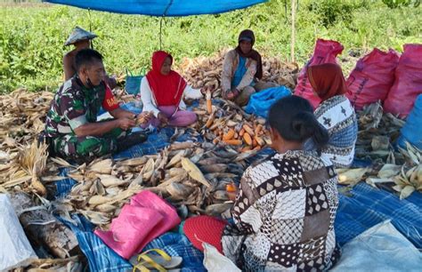 Dukung Swasembada Pangan Babinsa Kopda Rudi Handoko Manfaatkan Lahan