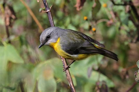 Alexander Skevington October 2014 Zeiss Ebirder Of The Month Ebird