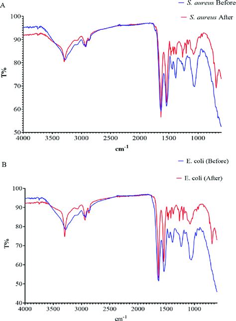 Fourier Transform Infrared Spectroscopy Ftir Spectrum Of E Coli And