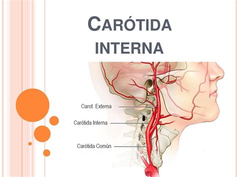 Car Tida Interna Paola Hernandez Udocz