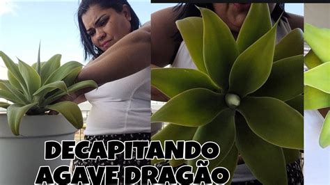 Decapitei Minha Agave Drag O Replante De Suculentas Youtube