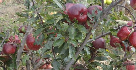 Crecimiento De D Gitos En Producci N De Manzanas Agro Revista