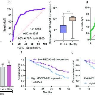 The Distinct Upregulation Of Meox As In Cc And Its Clinical