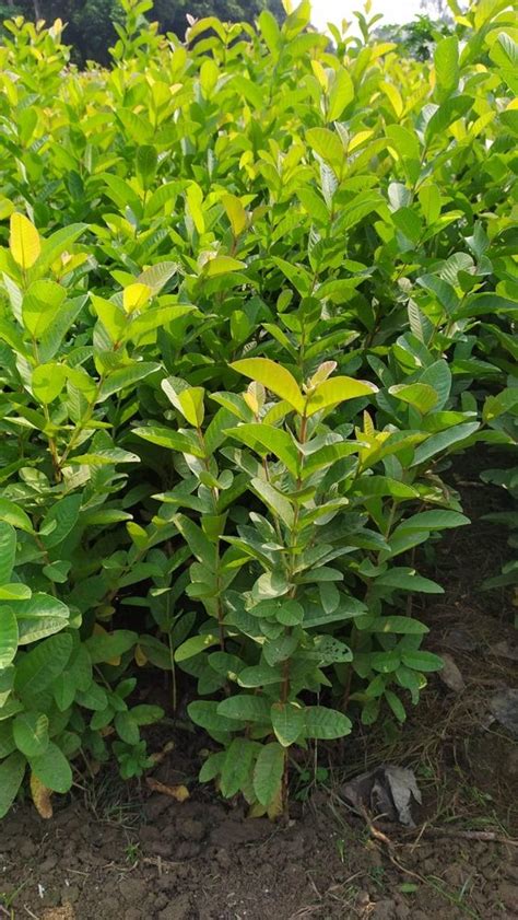 Full Sun Exposure Green Thai Guava Plant At Best Price In Malihabad