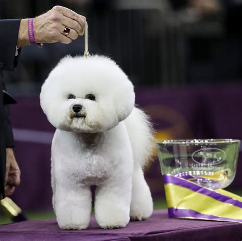 Westminster Dog Show Winners - Photos of the Winners Throughout the Years