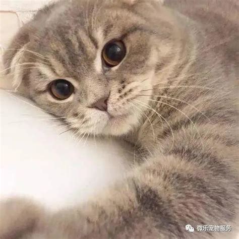 养猫小知识丨猫咪呕吐了怎么办？猫呕吐常见原因和应对措施 知乎