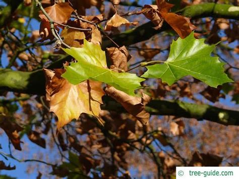 London Plane Tree | Platanus acerifolia