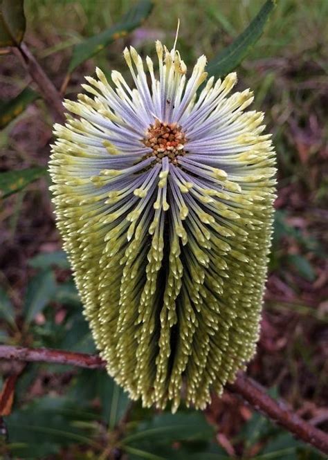 Plantfiles Pictures Banksia Species Fern Leaved Banksia Banksia