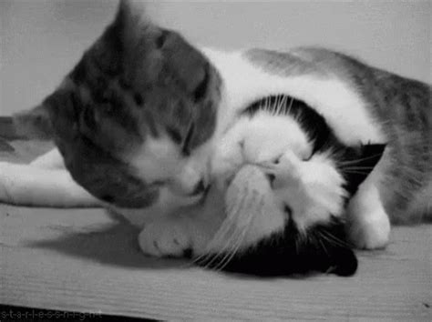 Cat Lick GIF - Cat Lick Grooming - Discover & Share GIFs