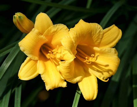 Free photo: Yellow Daylilies, Floral, Plant - Free Image on Pixabay ...