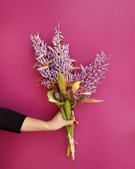 A Bela Do Dia Flores on Instagram Das raridades que estão aparecendo