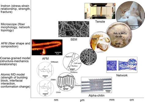 Frontiers Material Function Of Mycelium Based Bio Composite A Review