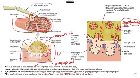 Higher Volume ATI TEAS Science Review Muscular System Part 2 YouTube