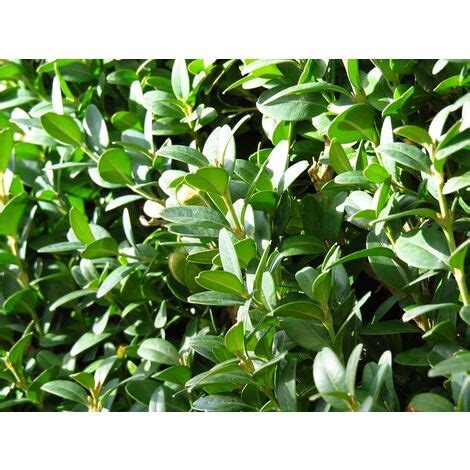 Buxus Sempervirens Boj Buxo Planta Topiaria 15 20cm