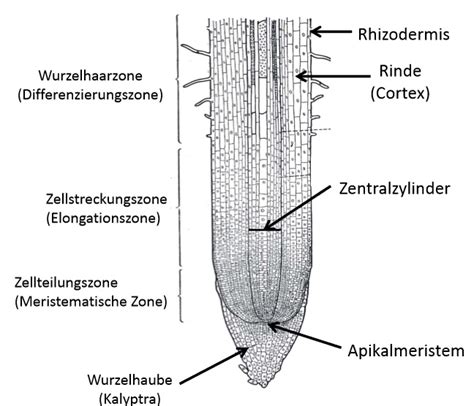 Morphologie Wurzel Botanik I Repetico