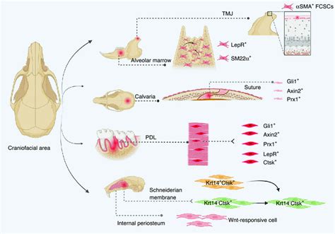 Schematics Of Craniofacial Progenitors For Bone Formation Craniofacial