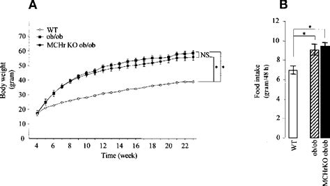 PDF Melanin Concentrating Hormone Receptor 1 Deficiency Increases