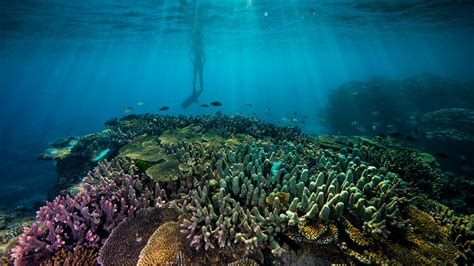 Unesco Takes Stock Of Coral Reef Resilience Bhp