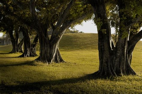 Wallpaper Sunlight Trees Landscape Forest Sunset Nature Grass