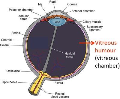 Difference Between Vitreous Humour and Aqueous Humour (with Comparison ...