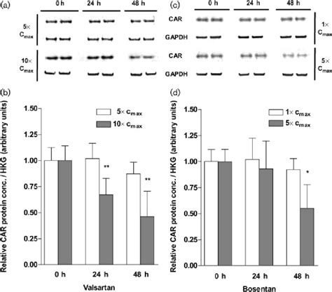 Western Blot A C And Densitometric Analysis B D Of Car In