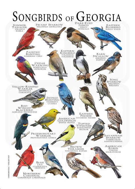 Songbirds of Georgia Poster Print