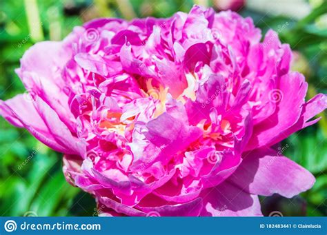 Beautiful One Pink Peony Flower In Bright Sunlight In A Summer Garden