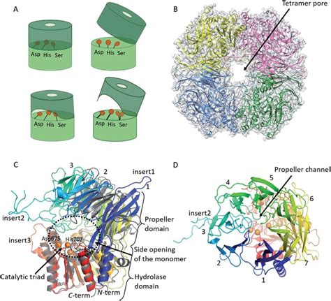 Cryo EM Structure Of Tetrameric AAP From Porcine Liver A Schematic