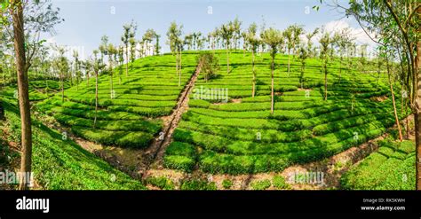 Tea plantations in South India Stock Photo - Alamy