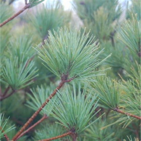 Connecticut Slate Dwarf White Pine White Pine Evergreen Shrubs