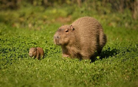 Tiny Capybara Explores with Mum at Chester Zoo - ZooBorns