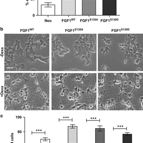 Fgf1 Phosphorylation Does Not Modify Its Differentiation Activity A