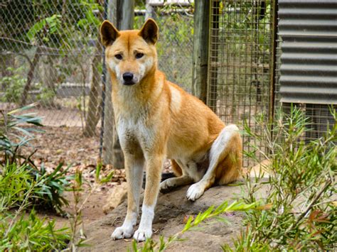 dingo billabong sanctuary