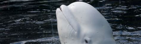 Beluga Whale | FaunaFocus