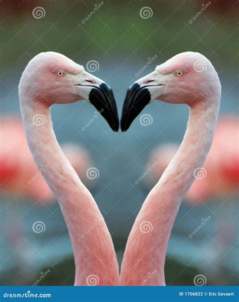 Flamingo Heart Stock Photo Image Of Wildlife Beak Rendezvous 1706822