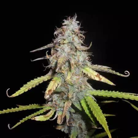 Hyperion F Strain Info Hyperion F Weed By Royal Queen Seeds