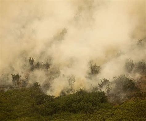 Notícias Governo vai liberar R 100 milhões para combate a incêndios