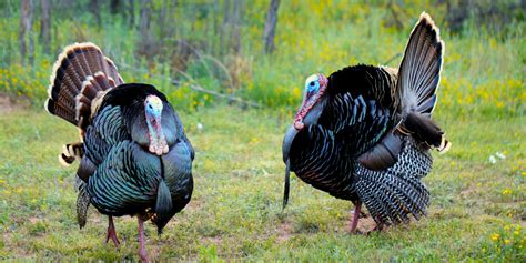 North Carolina Wild Turkey Season Opens April 1 : Here's What You Need ...