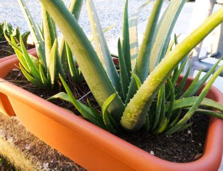 Moltiplicare Le Piante Di Aloe Vera Stocker Garden